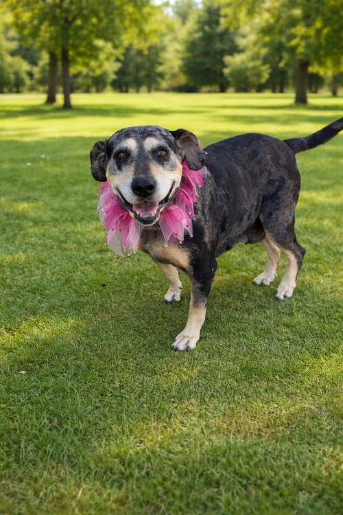 SISSY  (MM) - Bluetick Coonhound available for adoption