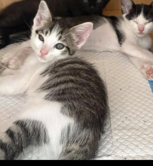 KITTEN 4 - Domestic Short Hair available for adoption
