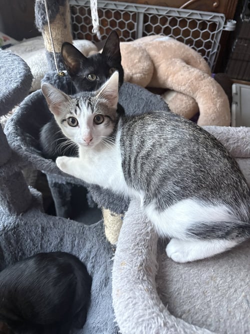 HONEY BUN - Domestic Short Hair available for adoption