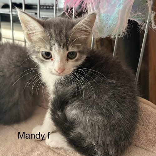 MANDY   (RT) - Domestic Short Hair available for adoption