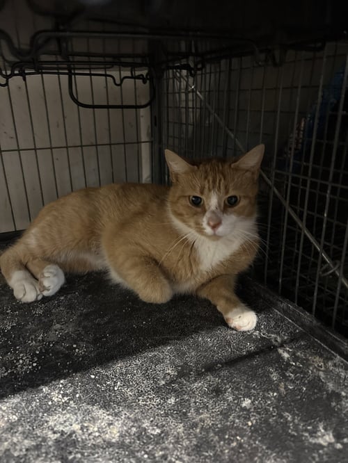 RV    ( TH) - Bobtail available for adoption