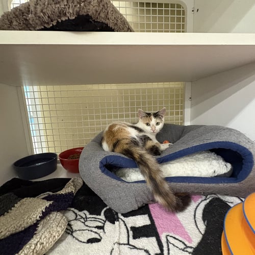 CEECEE. (SC) - Domestic Short Hair available for adoption