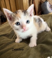 ceecee. (sc) - Photo 1