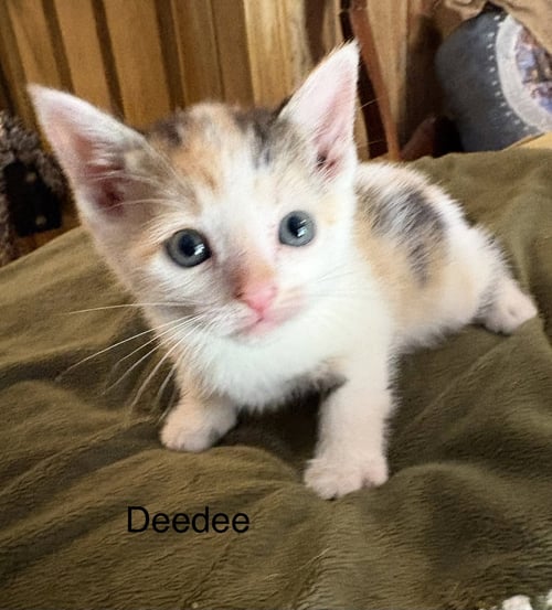 CEECEE. (SC) - Domestic Short Hair available for adoption