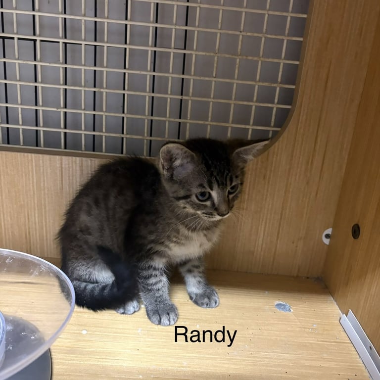 Randy   (th) Image