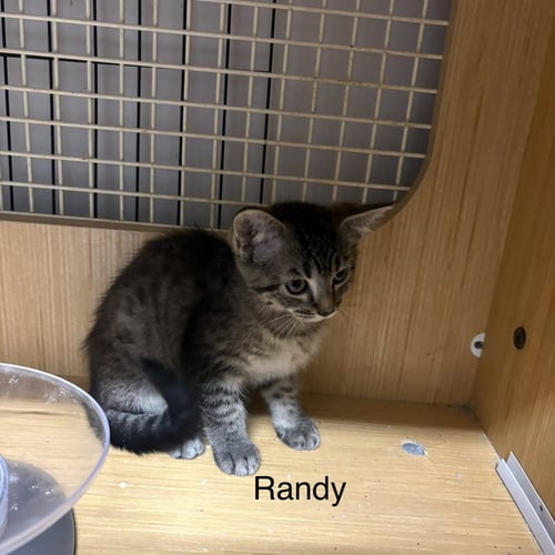RANDY   (TH) - Domestic Short Hair available for adoption