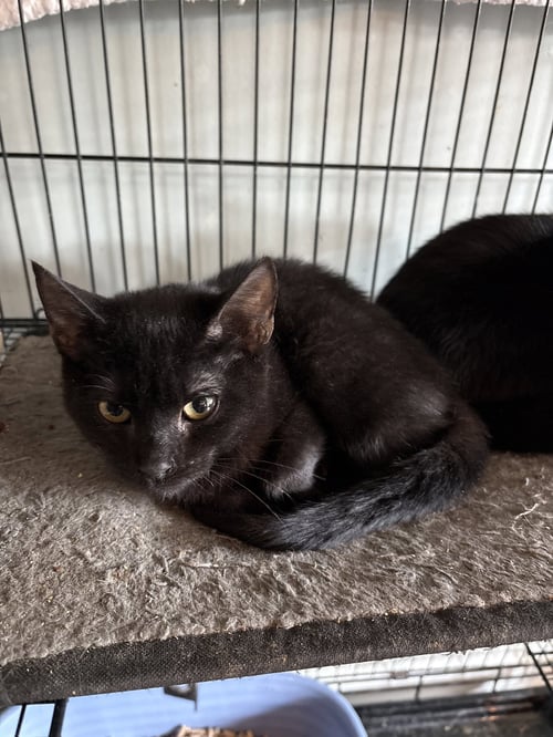 ELVIRA (ND) - Domestic Short Hair available for adoption