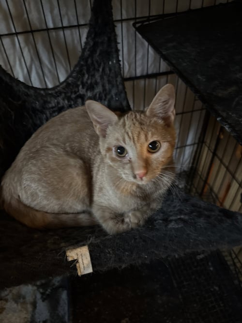 ANNIE  ( TH) - Domestic Short Hair available for adoption
