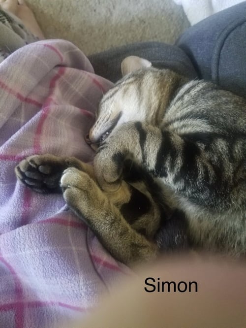 SIMON - Domestic Short Hair available for adoption