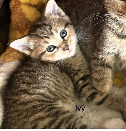 IVY     (TH) - Domestic Short Hair available for adoption