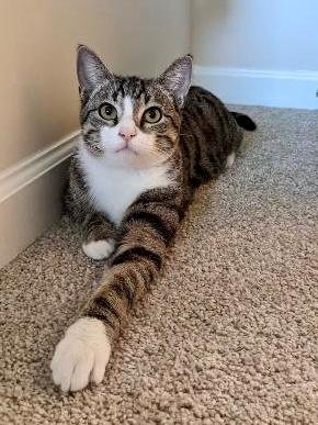 DREW  ( TH) - Tabby / Domestic Short Hair available for adoption