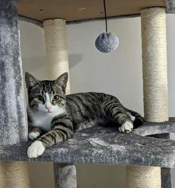 DREW  ( TH) - Tabby / Domestic Short Hair available for adoption
