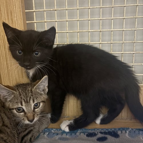 BACK & WHITE KITTEN - Domestic Short Hair available for adoption