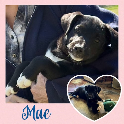 MAE  (RT) - Black Labrador Retriever available for adoption