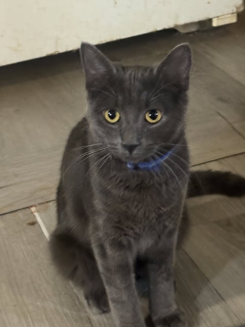 BOO (TH) - Domestic Short Hair available for adoption
