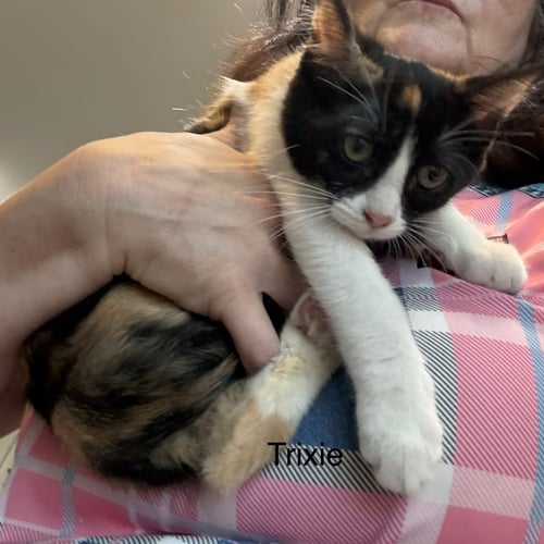 TRIXIE (TH)  AKA CEECEE - Calico available for adoption