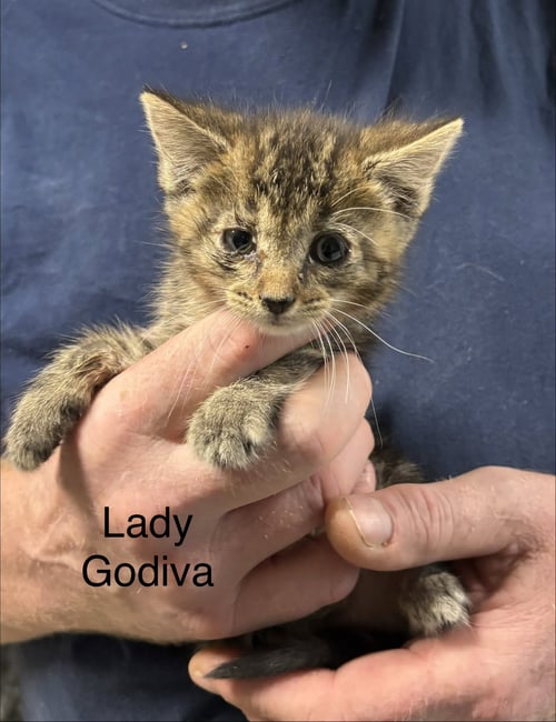 LADY GODIVA  (RG) - Domestic Short Hair available for adoption