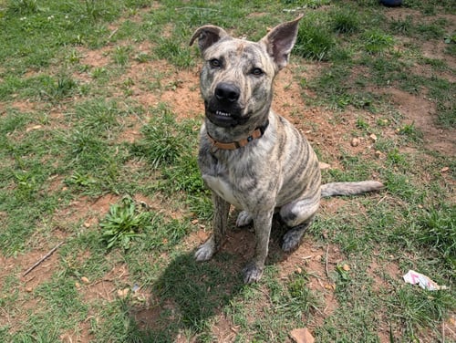 SIMON - BDM - Husky / German Shepherd Dog available for adoption