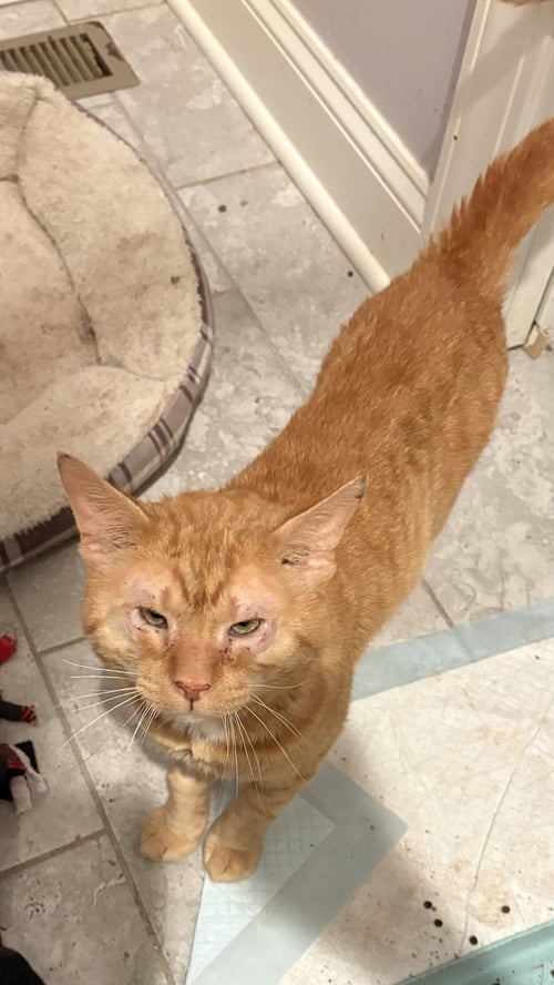 GARFIELD - Domestic Short Hair available for adoption