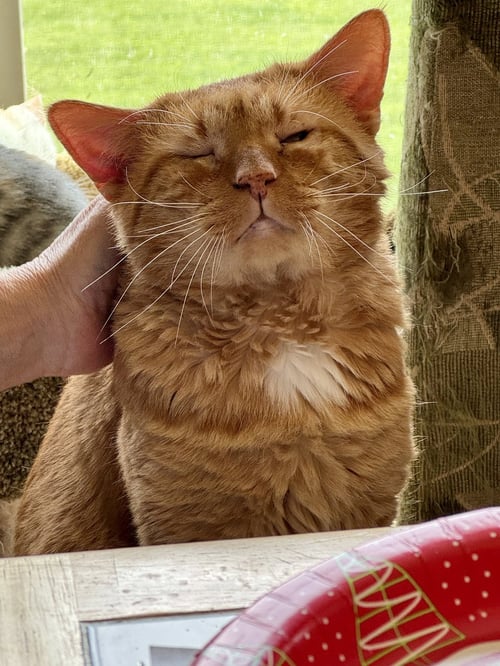 GARFIELD - Domestic Short Hair available for adoption