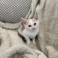 kiwi and Mango (ad) - Photo 3