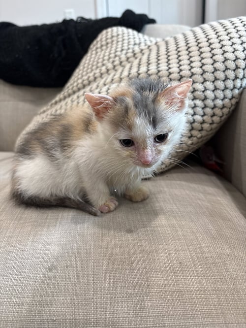 KIWI AND MANGO (AD) - Domestic Short Hair available for adoption
