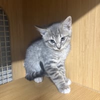 gray tabby kitten - Photo 1