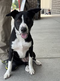 Daisy 2.0 - Photo 1