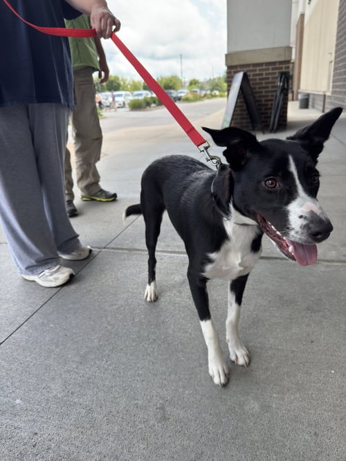 DAISY 2.0 - Border Collie / American Staffordshire Terrier available for adoption