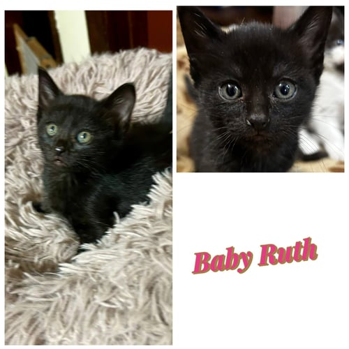 BABY RUTH KK - Domestic Short Hair available for adoption