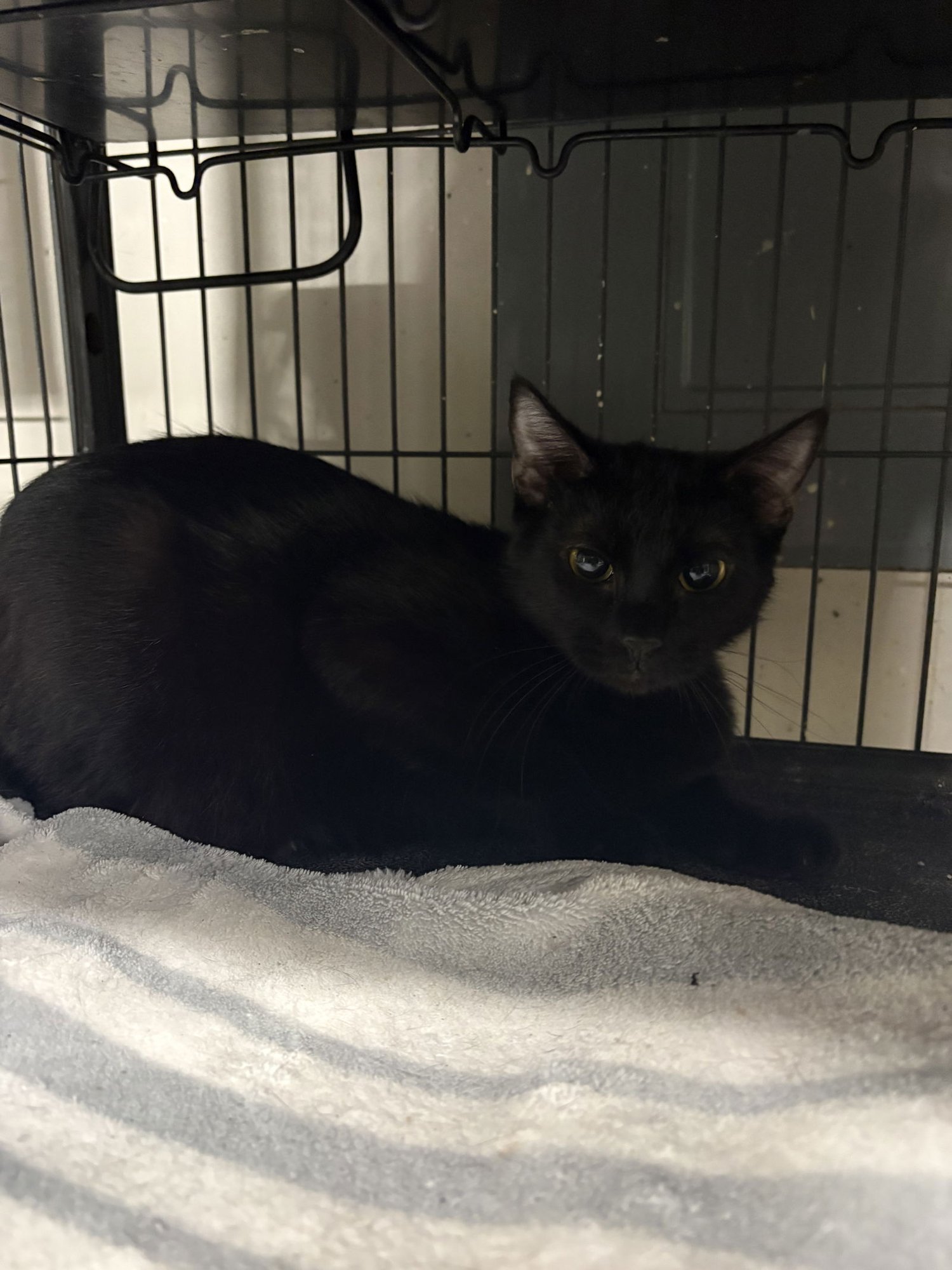 VELVET   (TH) - Domestic Short Hair available for adoption