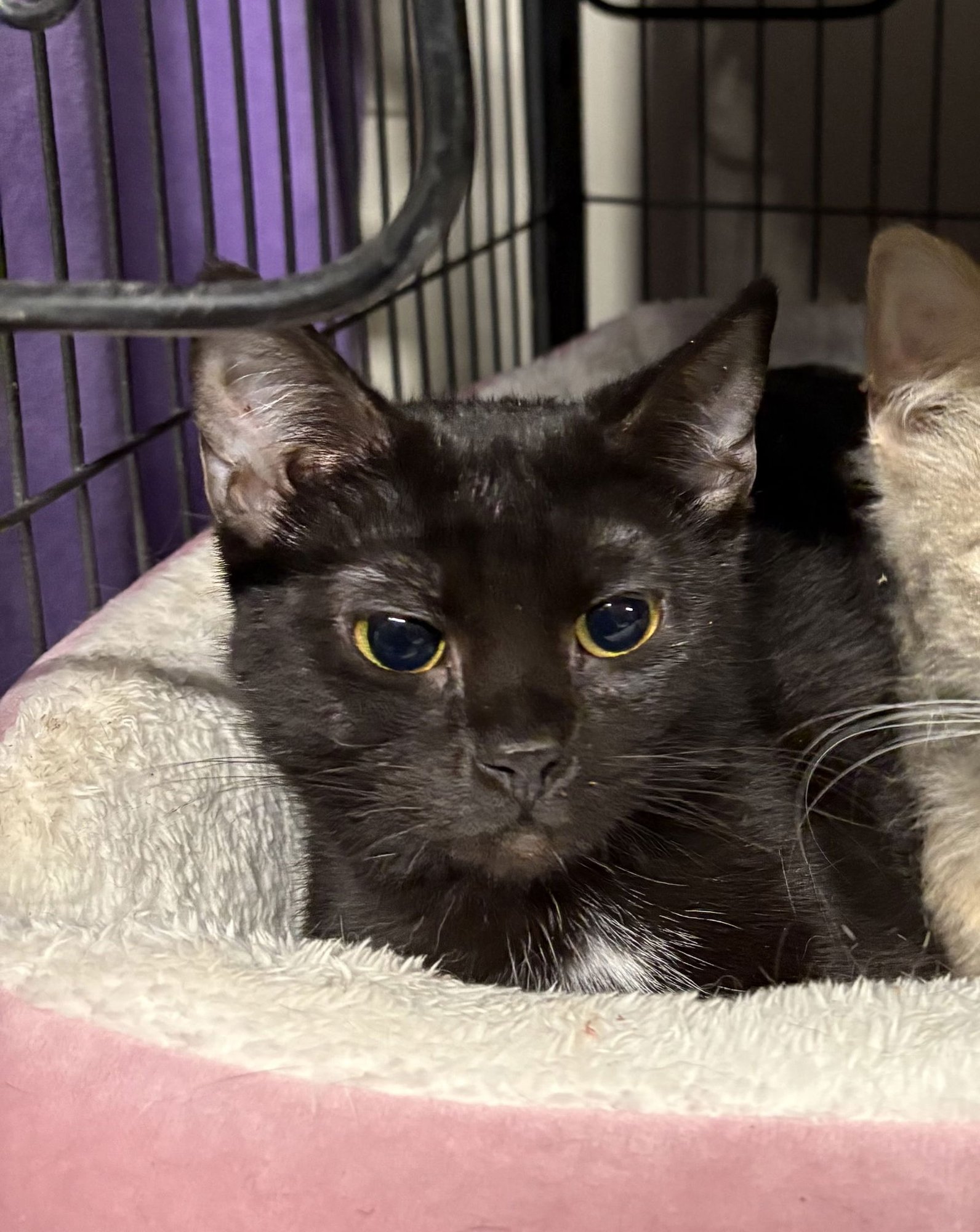 MUNCHKIN  (TH) - Domestic Short Hair available for adoption