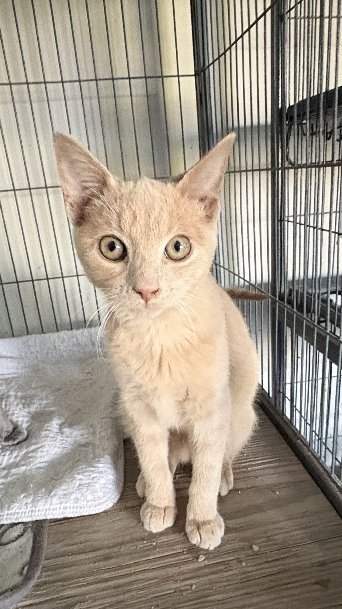 MYLES - Domestic Short Hair available for adoption