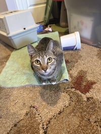 Simba - Photo 2