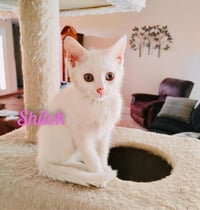 Shiloh/kk - Photo 2