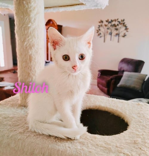 SHILOH/KK - Domestic Short Hair available for adoption