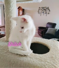Shiloh/kk - Photo 3