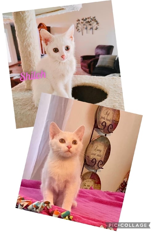 SHILOH/KK - Domestic Short Hair available for adoption