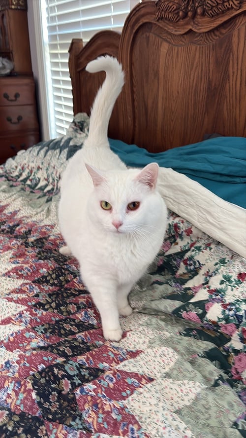 SHILOH/KK - Domestic Short Hair available for adoption