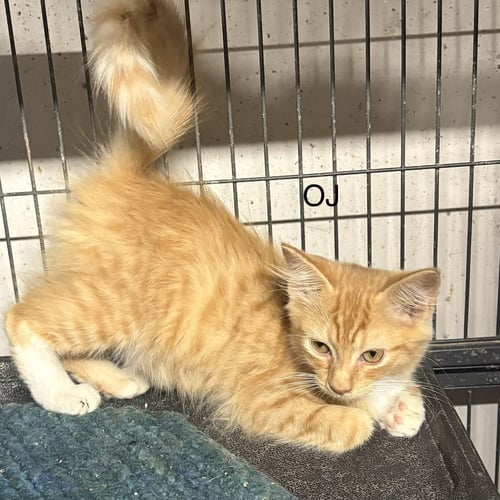 OJ  ( TH) - Domestic Short Hair available for adoption