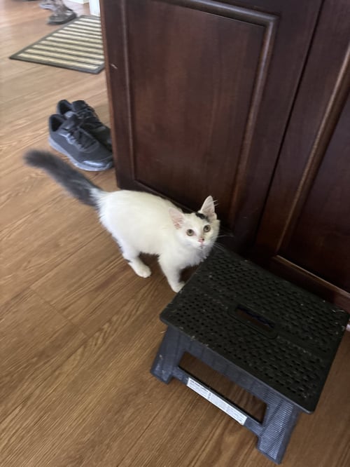 MARSHMALLOW  ( TH) - Domestic Medium Hair available for adoption