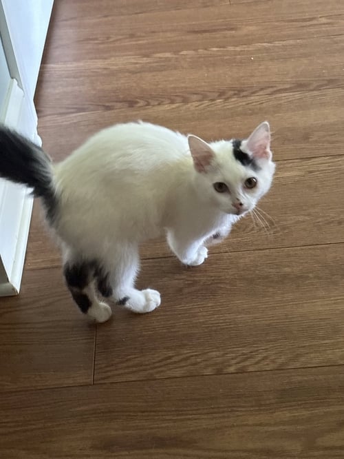 MARSHMALLOW  ( TH) - Domestic Medium Hair available for adoption