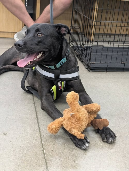 ALVIN -BDM - German Shepherd Dog / American Pit Bull Terrier available for adoption