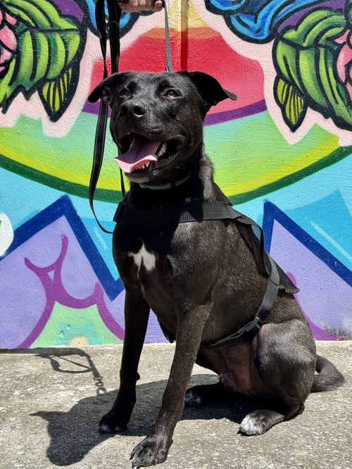 ALVIN -BDM - German Shepherd Dog / American Pit Bull Terrier available for adoption