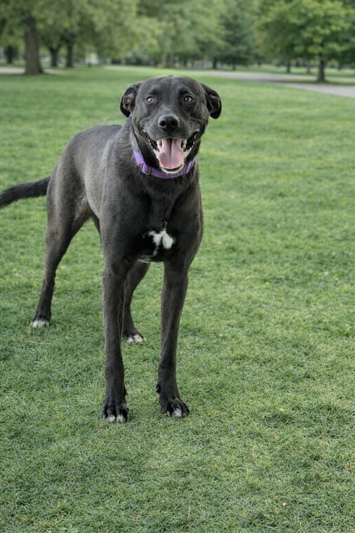 ALVIN -BDM - German Shepherd Dog / American Pit Bull Terrier available for adoption