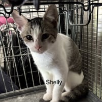 Shelly  (th) - Photo 1