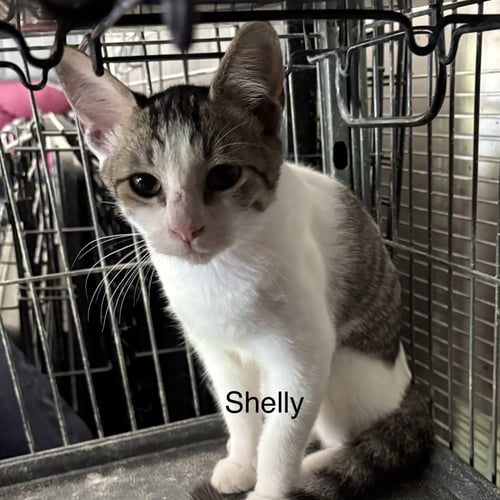SHELLY  (TH) - Domestic Short Hair available for adoption