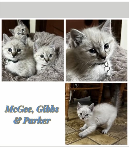 GIBBS (KK)