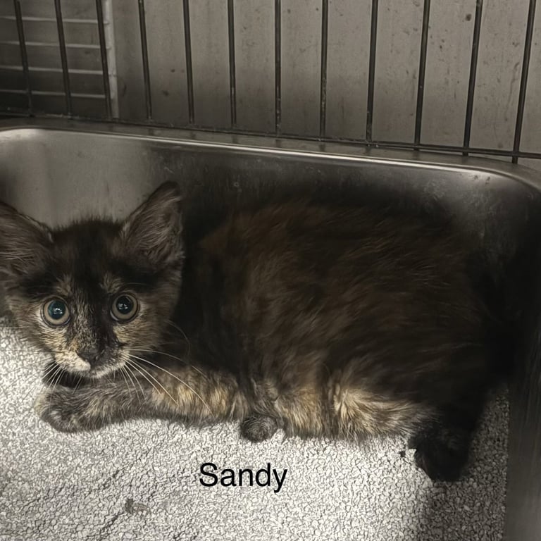 Sandy ( th) Image