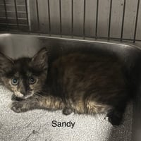 Sandy ( th) - Photo 1